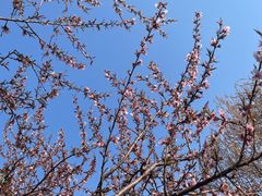 -桃花堤公园