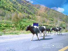 -扁都口生态休闲旅游区