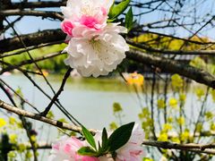 -南汇桃花村