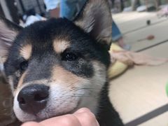-逗柴咖啡屋·狗咖猫咖宠物桌游