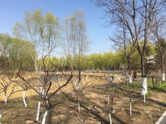 -大兴滨河森林公园