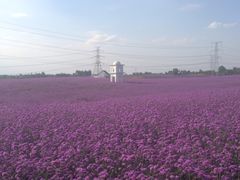 -紫颐香薰山谷景区