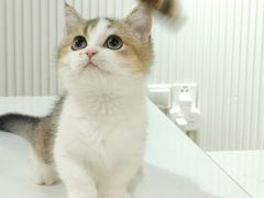 -三花喵·撸猫购宠·宠物生活馆(虹桥南丰城店)