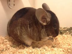 -龙猫仔乐园(惠福东路店)