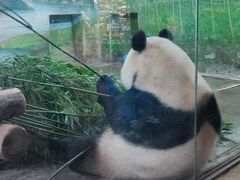 -上海野生动物园