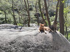 -崂山巨峰游览区