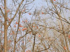 -北京莲花山滑雪场