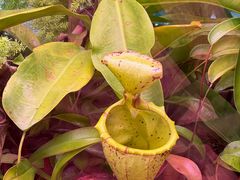 -中国科学院西双版纳热带植物园