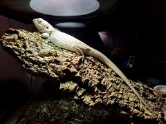 -酷以爬仙阁实体爬宠店·守宫·蜥蜴·专业繁育