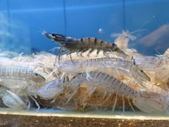 -渔傅印象滩涂霞浦海鲜(井大路店)