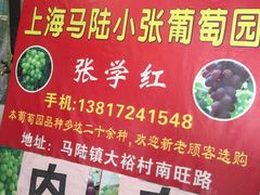 -马陆小张葡萄园农家乐