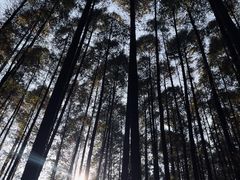 -山王坪喀斯特国家生态公园