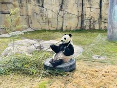 -上海野生动物园