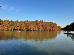 -上海海湾国家森林公园