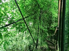 -合肥滨湖国家森林公园