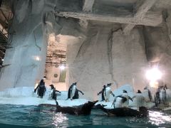 -大连圣亚海洋世界