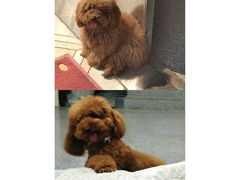 -芭比堂爱心动物医院(柯桥康爱分院)