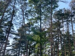 -黑龙江省森林植物园