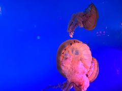 -太平洋海底世界