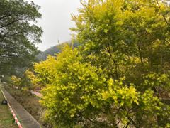 -广州市石门国家森林公园