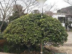 -汉拿树木园
