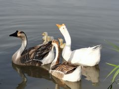 -西安浐灞国家湿地公园