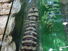 -大茄来海鲜餐厅(亚洲城分行)