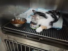 -关爱动物医院·心脏·中兽医·异宠(金牛路分院)