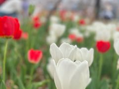 -东湖磨山景区樱花园-停车场