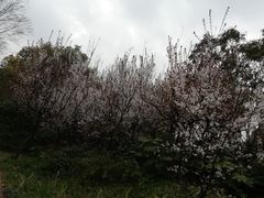 -新江湾城公园