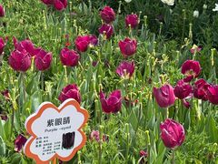 -荷兰花海