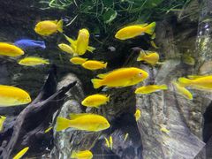 -迪拜水族馆及水下动物园