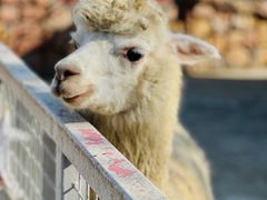 -金庭庄园酒店-停车场