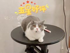 -袖虎·猫馆(体育西路店)