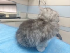 -中农国际动物医院24小时·猫科·骨科·急重症中心