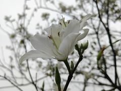 -松山湖风景区松湖烟雨