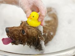 -comecome来吧宠物(奥克斯中心店)