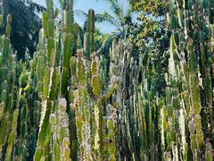 -中国科学院西双版纳热带植物园