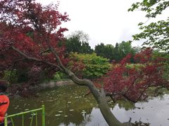 -嘉定紫藤园
