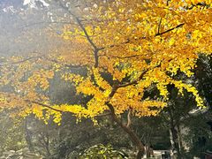 -秋霞圃