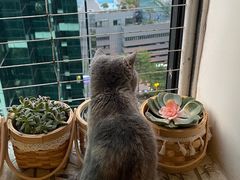 -楼上猫咖(罗湖店)