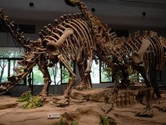 -自贡恐龙博物馆