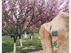 -高东镇樱花园