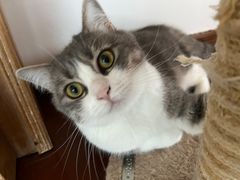 -Catmate·猫肥家润(金润铂宫店)
