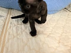 -博特宠物医院24h犬猫全科.骨科·异宠