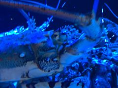 -迪拜水族馆及水下动物园