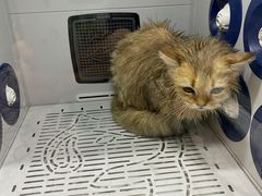-momokira米努特·德文卷毛猫·棉花面纱犬