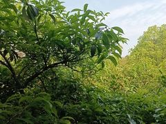 -故乡缘·香格里拉山庄(冷竹路店)
