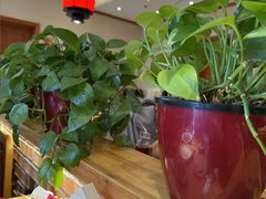 田园丰收菜-鸽子窝(宋庄店)