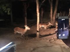 -清迈夜间动物园